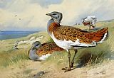 Great bustards by Archibald Thorburn